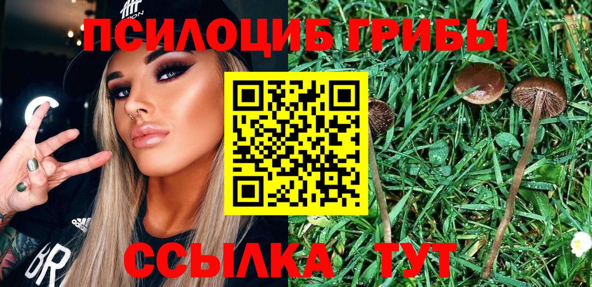 где купить   Галлюциногенные грибы Psilocybe  Ржев  Вход с VPN  Галлюциногенные грибы мицелий 